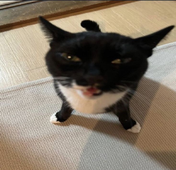 yLimao