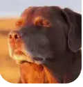 vinidoido